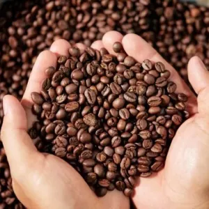 Bahia deve registrar crescimento de 11,3% na produção de café em 2025