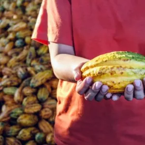 Bahia dobra valor das exportações de cacau e consolida liderança nacional no setor