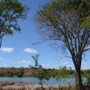 Bahia lança edital para projetos de reflorestamento no Cerrado