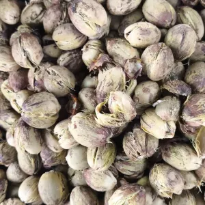 Agricultoras de Antônio Gonçalves celebram aumento da comercialização do licuri