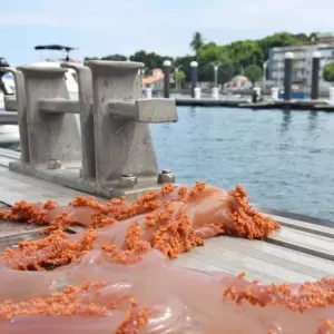 Combate ao coral invasor avança na Ilha de Itaparica com nova expedição nesta quarta-feira (22)