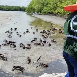 Novo período de defeso do Caranguejo-Uçá na Bahia começa nesta quarta-feira (29)
