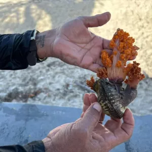 Sema, Inema e pesquisadores definem plano para remoção do coral invasor na Ilha de Itaparica