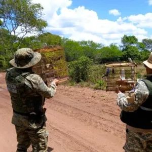Com 140 animais resgatados, operação do Inema e Coppa intensifica ações contra crimes ambientais