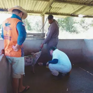 Sistema de vigilância da Adab atua na prevenção da Peste Suína - Foto: Ascom/Adab