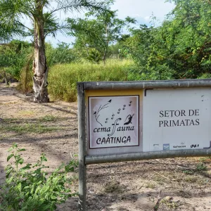 Macacos bugios serão reintroduzidos à natureza em ação conjunta na região de Campo Formoso