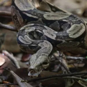 Cetas do Inema recebe 74 animais silvestres durante o Carnaval
