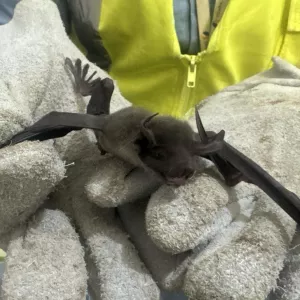 Veterinário do Inema alerta sobre a importância dos morcegos no equilíbrio ecológico