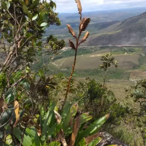 Nova espécie de bromélia é descoberta na Chapada Diamantina