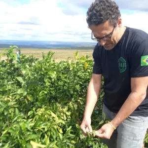 Adab intensifica ações de vigilância para proteger pomares baianos do Greening