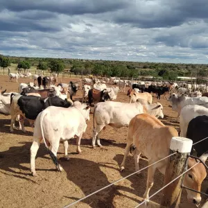 Técnicos da Adab visitam propriedades e orientam produtores como atuar na zona livre sem vacinação para febre aftosa