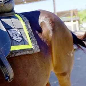 Cavalaria da PM celebra 190 anos com uma semana repleta de atividades festivas