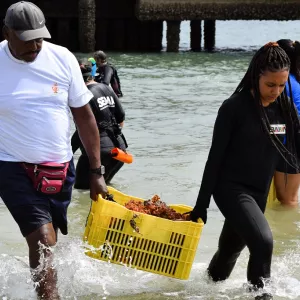 Cerca de 3 toneladas de coral invasor são removidas da Ilha de Itaparica