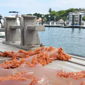 Sema e Inema participam da remoção de coral invasor na Ilha de Itaparica
