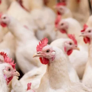 Suspeitas são descartadas e Bahia segue sem casos de Gripe Aviária (H5N1)