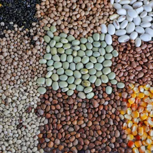 Sistemas Agrícolas Resilientes instalados no Semiárido baiano irão assegurar a perpetuação de sementes livres de transgenia