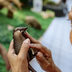 Exposição “Toque da Fauna” 