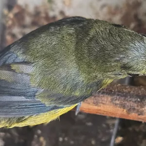 Mais de 50 aves silvestres são resgatadas em ações da Coppa e entregues ao CETAS de Salvador