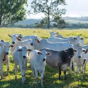  Plano Nacional de Identificação Individual de Bovinos