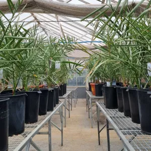 Bahia inicia implantação da cultura da tâmara com distribuição de mudas