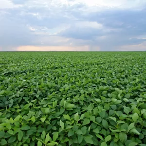 Empresa americana Cargill informa aquisição de nova planta industrial na Bahia ao governo baiano
