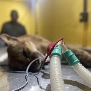 Cuidados com a longevidade: onça-parda idosa passa por procedimento clínico no Parque Zoobotânico da Bahia