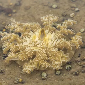 Três toneladas de medusas exóticas foram removidas da Baía de Todos-os-Santos