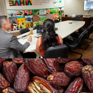 Bahia avança em parceria com Emirados Árabes para produção de tâmaras no semiárido