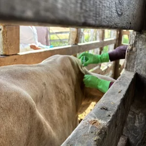 Adab lança campanha para ampliar cobertura vacinal de brucelose no estado