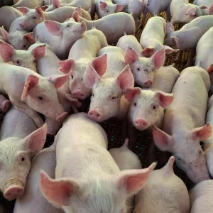 Adab prorroga prazo para atualização cadastral para 15 de setembro