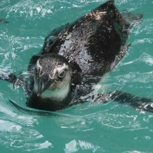 Temporada das jubarte e aparição de pinguins reforçam cuidados ambientais na Bahia