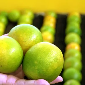 Rio Real celebra Festa da Laranja e consolida liderança na citricultura baiana