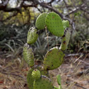 Governo lança 2ª fase de projeto voltado à recuperação da Caatinga