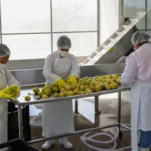 Unidade de Beneficiamento de Frutas