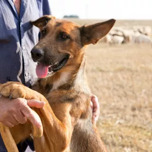 Governo destina R$ 3 milhões para primeira etapa do projeto de controle populacional de cães no semiárido