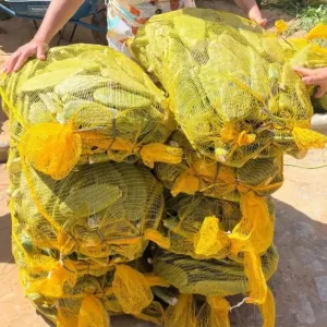 SDR encerra agosto com quase meio milhão de palmas forrageiras entregues na Bahia