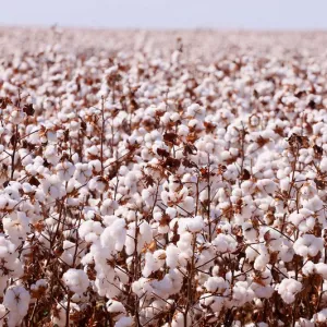 Soja e algodão puxam a safra baiana recorde de grãos em 2025