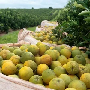 Festa da Laranja movimenta Rio Real e destaca produção agrícola baiana