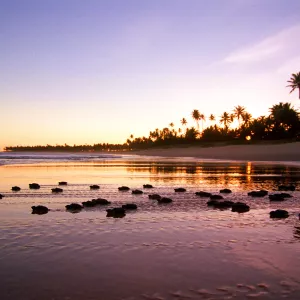 Temporada de tartarugas marinhas 2025/2026 