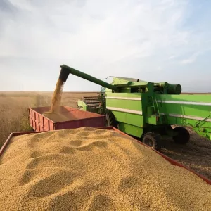 Safra de grãos