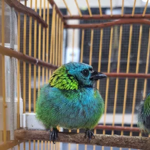 Aves resgatadas em Candeias chegam ao Cetas para tratamento e reabilitação antes do retorno à natureza