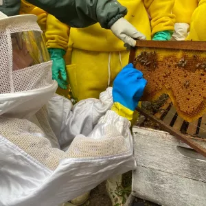 ExpoFeira vai sediar Curso de Apicultura