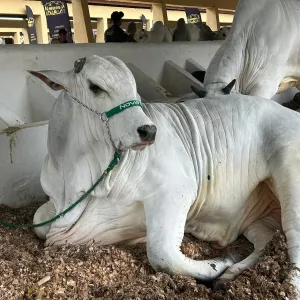 Adab participa da ExpoFeira que acontece até domingo (14)