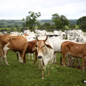 Dia Mundial contra a Raiva: Adab reforça a importância da vacina e notificação de casos suspeitos