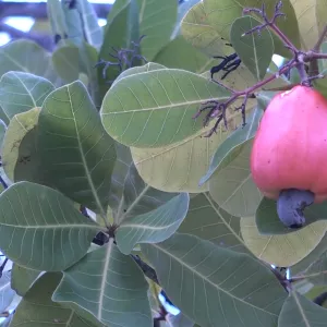 Fraude na comercialização do mel, clones de caju, monitoramento ambiental e dinossauros no Univerciência