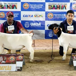 Uauá recebe criadores de ovinos e caprinos de 8 estados no Expo Uauá 2025