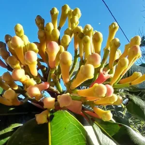 Bahia terá plano para impulsionar produção de cravo no Baixo Sul com foco no mercado internacional