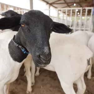 Bahia celebra Dia Nacional da Pecuária