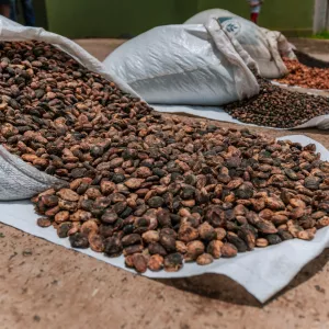 Investimentos estaduais elevam a renda e fortalecem a agricultura familiar no Baixo Sul