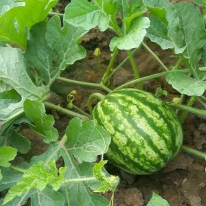 Controle fitossanitário garante que melancia e abóbora de Ibirapuã ganhem o mundo